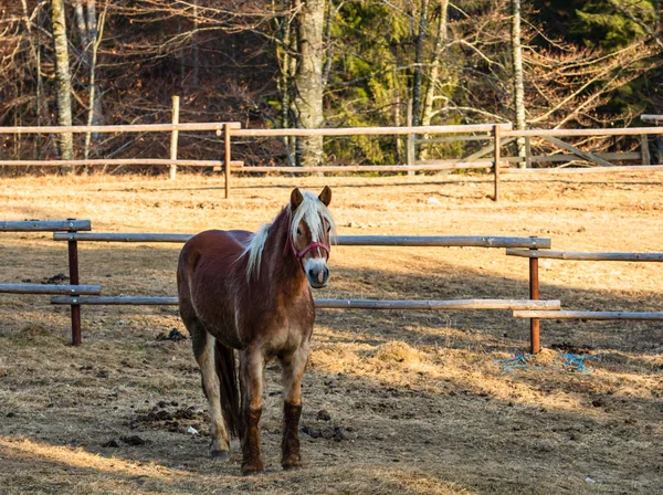 Schöne Pferd im Sonnenlicht grasen oder im Gras stehen auf — Stockfoto