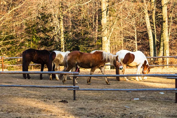 Vackra hästar i solljus betar eller står i gräset på — Stockfoto