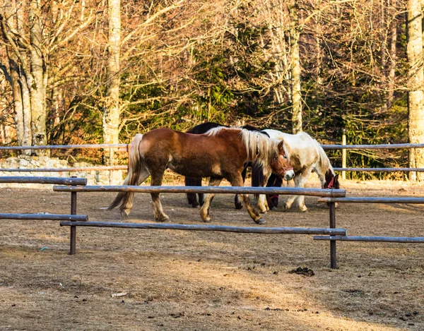 Schöne Pferde im Sonnenlicht grasen oder im Gras stehen auf — Stockfoto