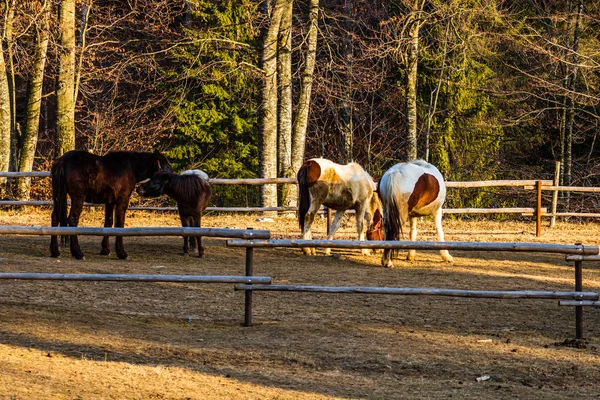Schöne Pferde im Sonnenlicht grasen oder im Gras stehen auf — Stockfoto