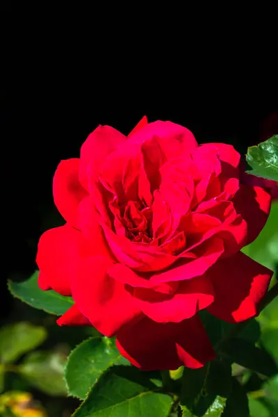 Close Photo Red Rose Garden Isolated — Stock Photo, Image