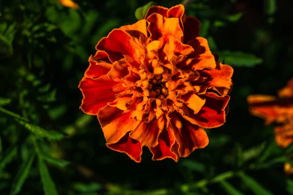 Κοντινό Πλάνο Πολύχρωμο Ανοιξιάτικο Λουλούδι Επιλεκτική Εστίαση Στο Θολό Φόντο — Φωτογραφία Αρχείου