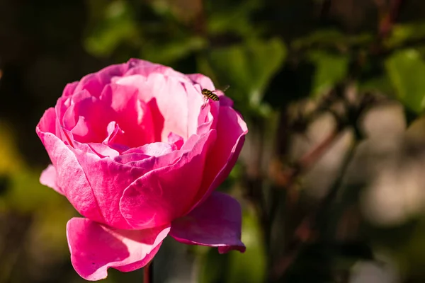 Zbliżenie Jaskrawo Kwitnącej Różowej Róży Tłem Zielonych Liści Ogrodzie — Zdjęcie stockowe