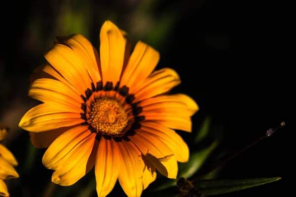 Тень Пчелы Оранжевом Весеннем Цветке Размытом Фоне — стоковое фото