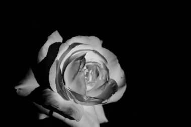 Rose siyah arka planda izole edildi, güzel Rose 'un yakın plan fotoğrafı. Gül ile siyah beyaz fotoğraf.