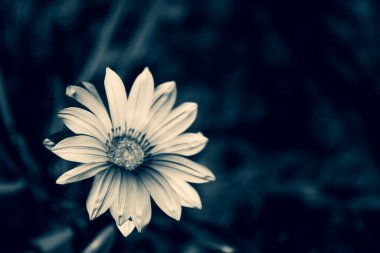 Bulanık arkaplanda sanatsal renk filtresi olan bahar çiçeği.