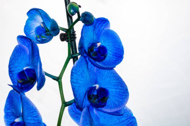 Güzel ve mavi orkide çiçekleri. Phalaenopsis izole edilmiş, detaylandırılmış ve yakın plan fotoğrafı..