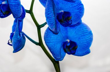 Güzel ve mavi orkide çiçekleri. Phalaenopsis izole edilmiş, detaylandırılmış ve yakın plan fotoğrafı..