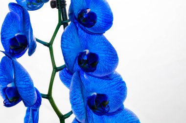 Güzel ve mavi orkide çiçekleri. Phalaenopsis izole edilmiş, detaylandırılmış ve yakın plan fotoğrafı..