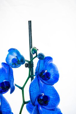 Güzel ve mavi orkide çiçekleri. Phalaenopsis izole edilmiş, detaylandırılmış ve yakın plan fotoğrafı..