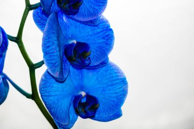 Güzel ve mavi orkide çiçekleri. Phalaenopsis izole edilmiş, detaylandırılmış ve yakın plan fotoğrafı..