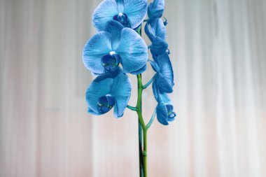 Güzel ve mavi orkide çiçekleri. Phalaenopsis izole edilmiş, detaylandırılmış ve yakın plan fotoğrafı..