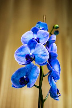 Güzel ve mavi orkide çiçekleri. Phalaenopsis izole edilmiş, detaylandırılmış ve yakın plan fotoğrafı..