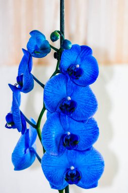 Güzel ve mavi orkide çiçekleri. Phalaenopsis izole edilmiş, detaylandırılmış ve yakın plan fotoğrafı..