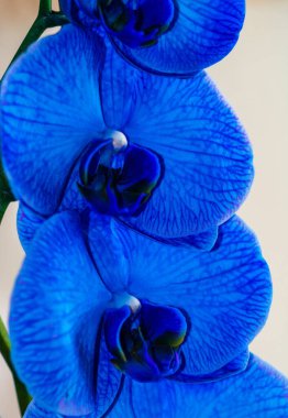 Güzel ve mavi orkide çiçekleri. Phalaenopsis izole edilmiş, detaylandırılmış ve yakın plan fotoğrafı..