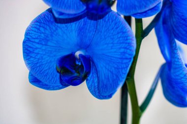 Güzel ve mavi orkide çiçekleri. Phalaenopsis izole edilmiş, detaylandırılmış ve yakın plan fotoğrafı..