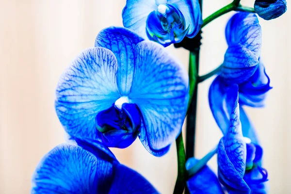 Flores Orquídea Delicadas Hermosas Azules Phalaenopsis Aislado Detalle Foto Cerca —  Fotos de Stock