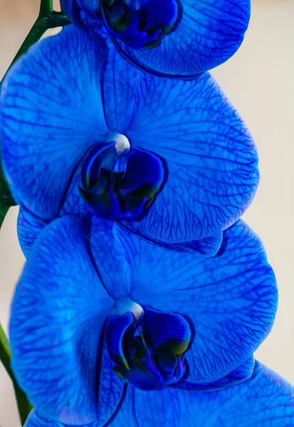 Flores Orquídea Delicadas Hermosas Azules Phalaenopsis Aislado Detalle Foto Cerca —  Fotos de Stock