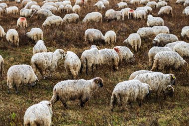 Bir sürü koyun kuru arazide otluyor..
