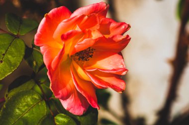 Yeşil yaprakların arka planında izole edilmiş, güzel gülün yakın plan fotoğrafı..