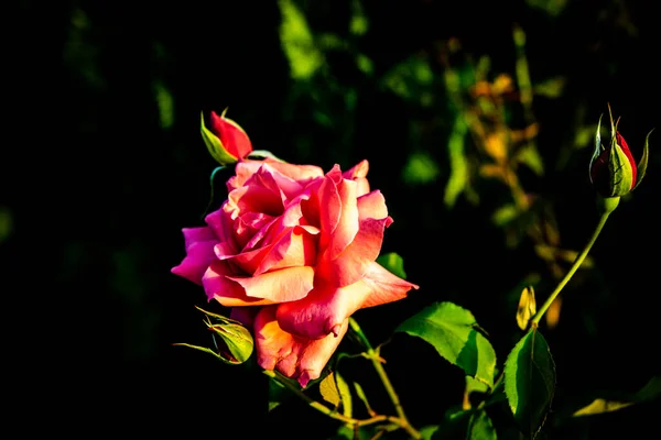Aislado Fondo Hojas Verdes Cerca Foto Hermosa Rosa — Foto de Stock