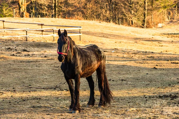 Vild Häst Naturen Solnedgångens Sken Hästgård Valea Sipotului Rumänien — Stockfoto