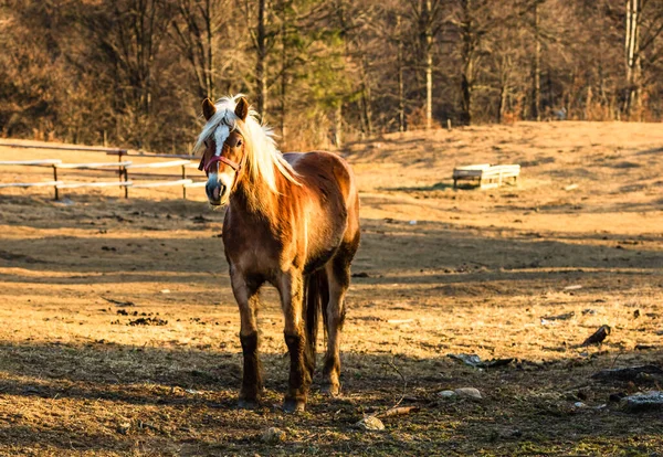 Vild Häst Naturen Solnedgångens Sken Hästgård Valea Sipotului Rumänien — Stockfoto