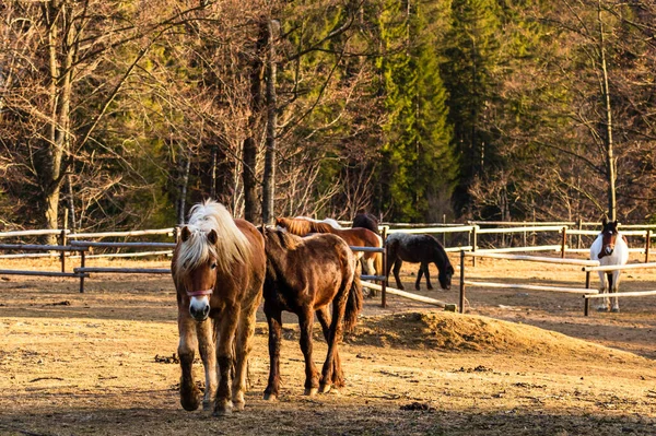 Vild Häst Naturen Solnedgångens Sken Hästgård Valea Sipotului Rumänien — Stockfoto
