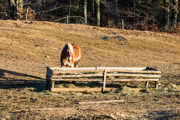 Wildpferde Fressen Heu Der Natur Sonnenuntergang Pferdehof Valea Sipotului Rumänien — Stockfoto