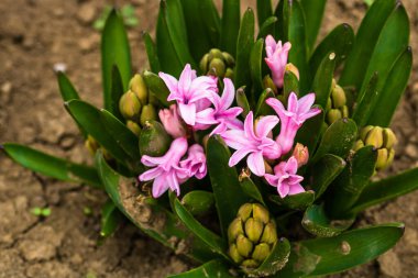 Bahçedeki renkli sümbül çiçekleri. Fotoğrafı kapat..