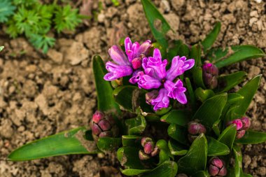 Bahçedeki renkli sümbül çiçekleri. Fotoğrafı kapat..