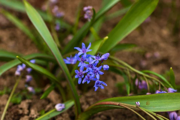 Bahçede Bahar Mevsiminde Bifolia Çiçeği — Stok fotoğraf