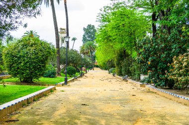 Coronavirüs salgınının yol açtığı değişiklikler ve komplikasyonlar kalabalığın olmadığı bir dünya, virüs sokakları ve parkları boşaltıyor. 2020 'de İspanya, Sevilla' da neredeyse boş bir cadde..