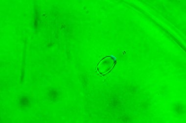 Su yüzeyinde yağ damlaları ve dalgaları olan soyut renkli arkaplan. Soyut arkaplan kavramı