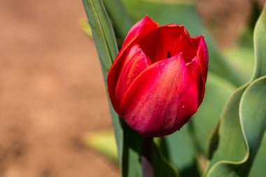 Kırmızı lale çiçeğinin yakın plan görüntüsü bulanık. Makro lale iğnesi..