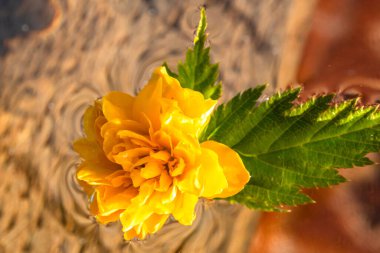 Kerria japonica Pleniflora çiçeğinin suda izole edilmiş hali. Sarı Japon gülü yaklaş .