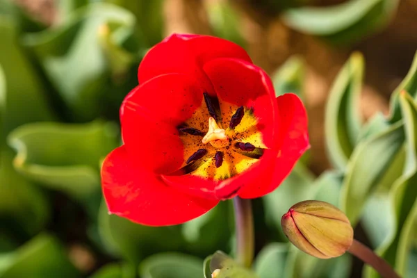 Kırmızı Lale Çiçeğinin Yakın Plan Görüntüsü Bulanık Makro Lale Iğnesi — Stok fotoğraf