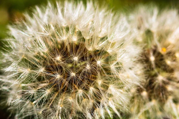 Detail Fotografie Makro Záběr Detaily Pampelišky Květiny Izolované — Stock fotografie