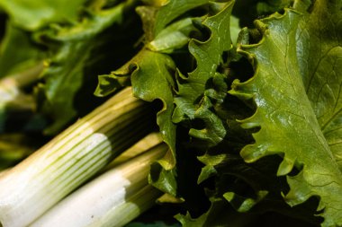 Bir avuç yeşil soğan ve yeşil salata. Taze soğan detayı, sağlıklı gıda konsepti.