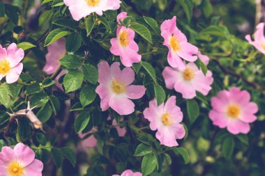 Açık havada güneş ışığında, yabani pembe gül bahçesine (Rosa canina) yakın durun.,