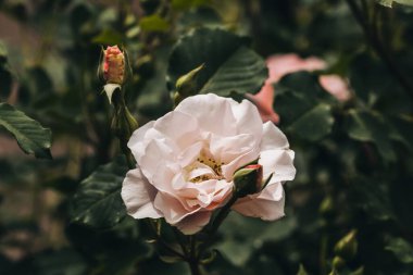 Bahçedeki yeşil yaprakların arka planında açan parlak pembe gülü kapat.