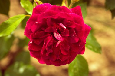 Bahçedeki yeşil yaprakların arka planında açan parlak pembe gülü kapat.