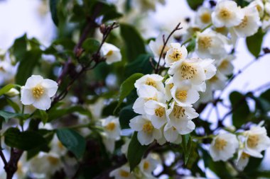 Bahçede izole edilmiş yasemin çiçeklerine yakın.