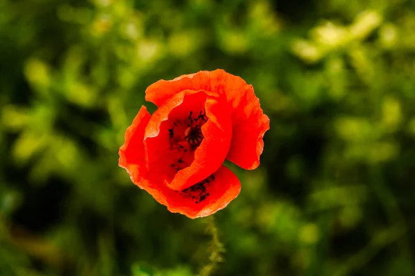 在阳光下关闭红色野生罂粟花 有选择地聚焦于模糊的背景 — 图库照片