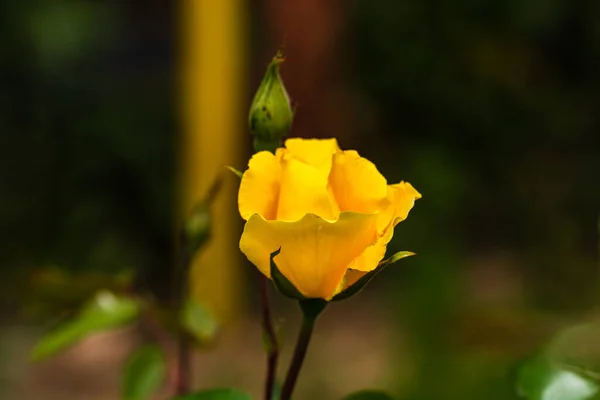 Primer Plano Flor Rosa Amarilla Aislada Con Fondo Hojas Verdes — Foto de Stock