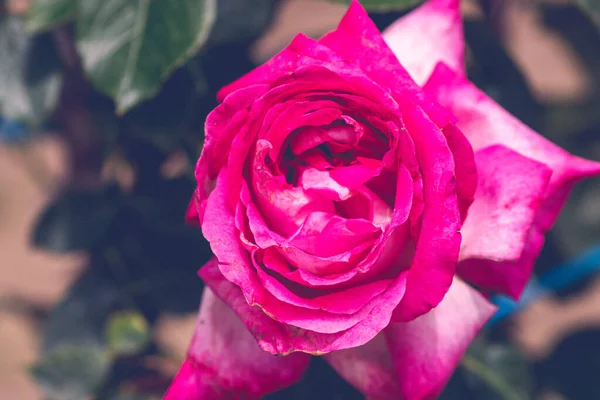 Primer Plano Rosa Brillante Con Fondo Hojas Verdes Jardín — Foto de Stock