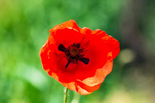 Primo Piano Fiori Papavero Selvatico Rosso Alla Luce Del Sole — Foto Stock