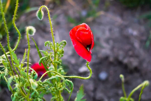 Primo Piano Fiori Papavero Selvatico Rosso Alla Luce Del Sole — Foto Stock