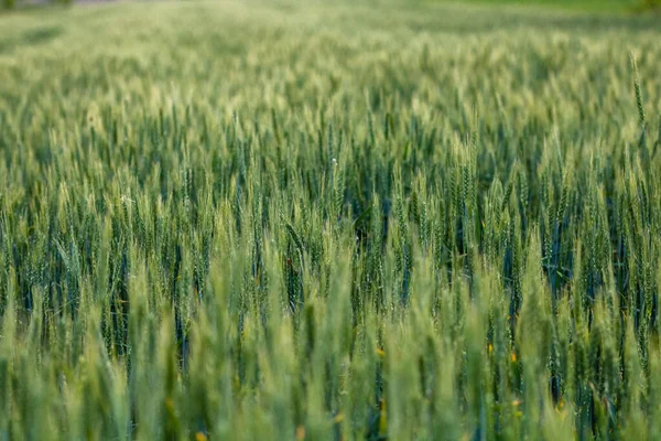 Groene Tarweveld Een Zonnige Dag Landbouwconcept — Stockfoto