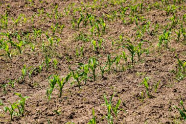 Bir tarladaki taze ve küçük mısır bitkilerinin kapatılması, kırsal mısır yetiştirme kavramı.